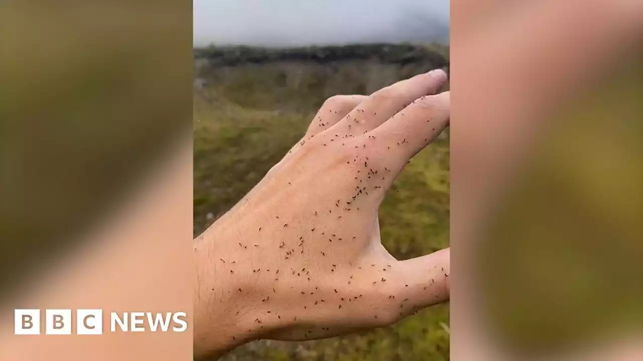 Wildlife photographer is swarmed by midges