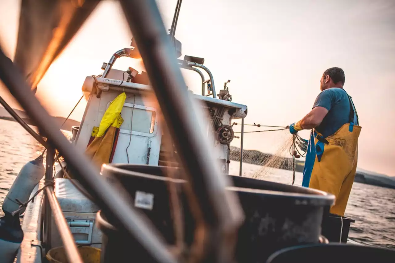 B.C. seafood producers, conservation groups wary of marine heat wave