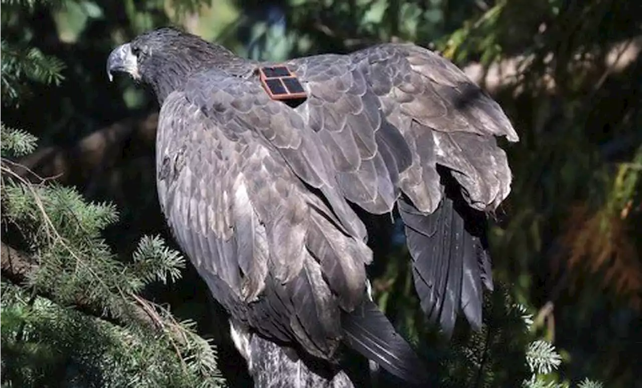 North Shore eagles don tracker backpacks for real-time monitoring