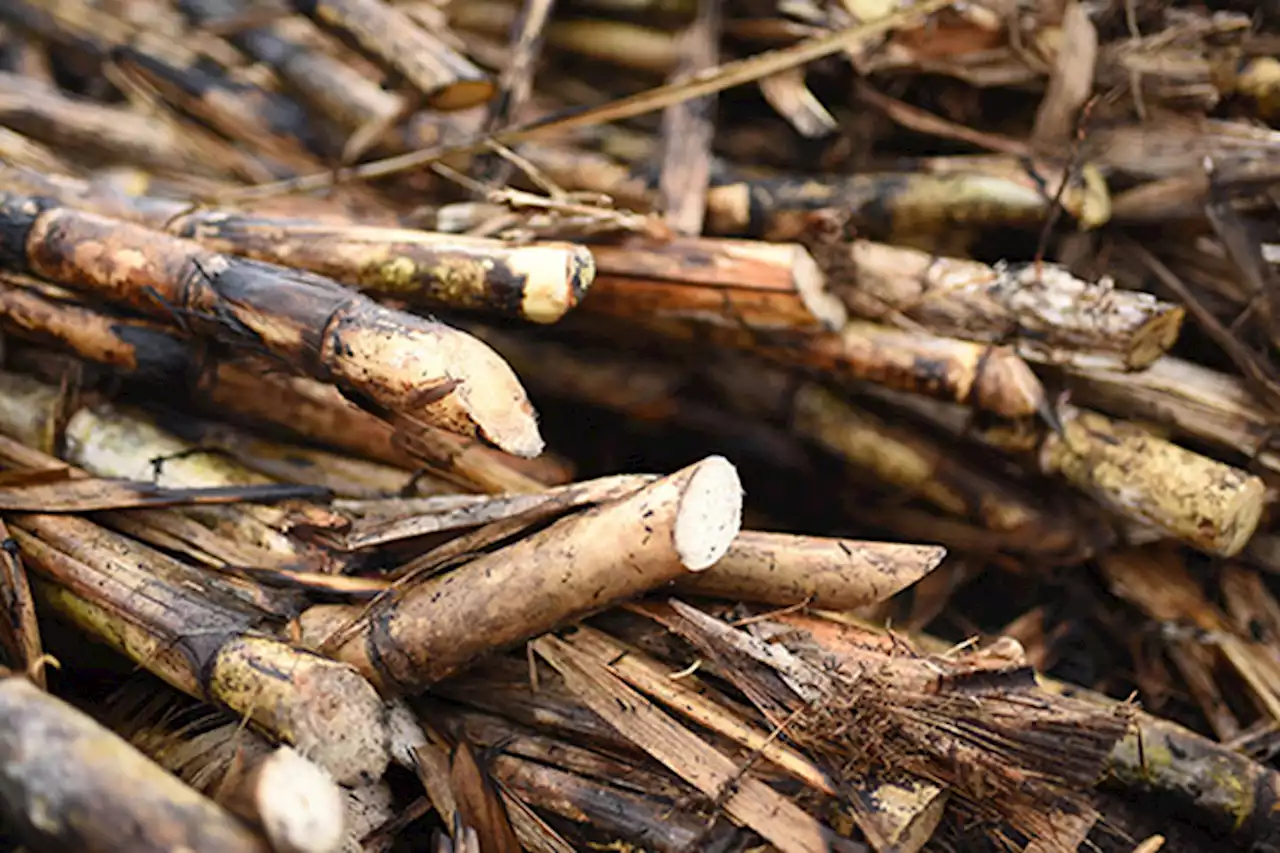 ‘Liberal import policy to kill PHL sugar sector’ | Jovee Marie de la Cruz