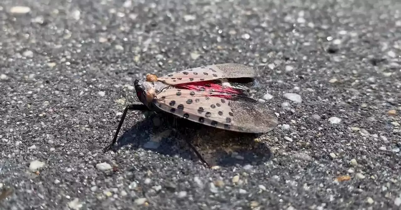 New York state officials concerned about spotted lanternflies' impact on wine industry