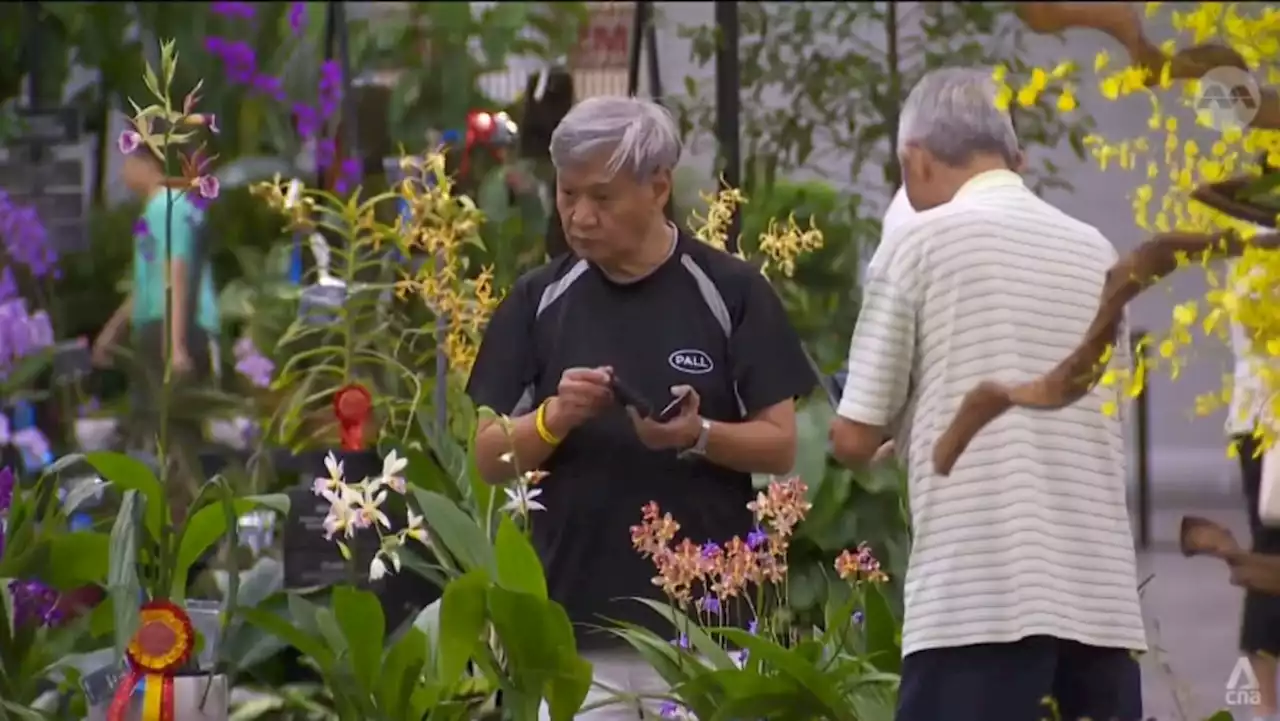 Singapore wins big at orchid conference, but local growers lament challenging conditions to cultivate hybrids