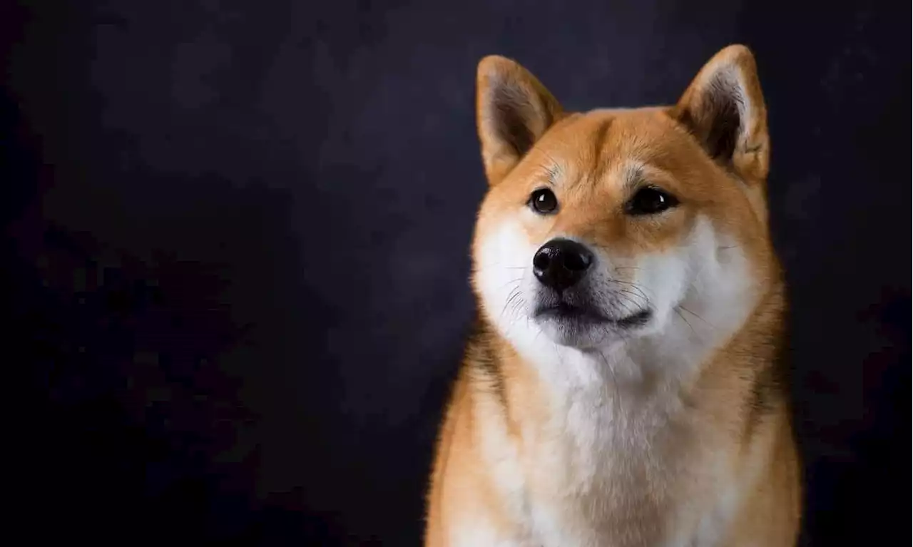 Shiba Inu's Shibarium Experiences Major Issues on Day 1: Details