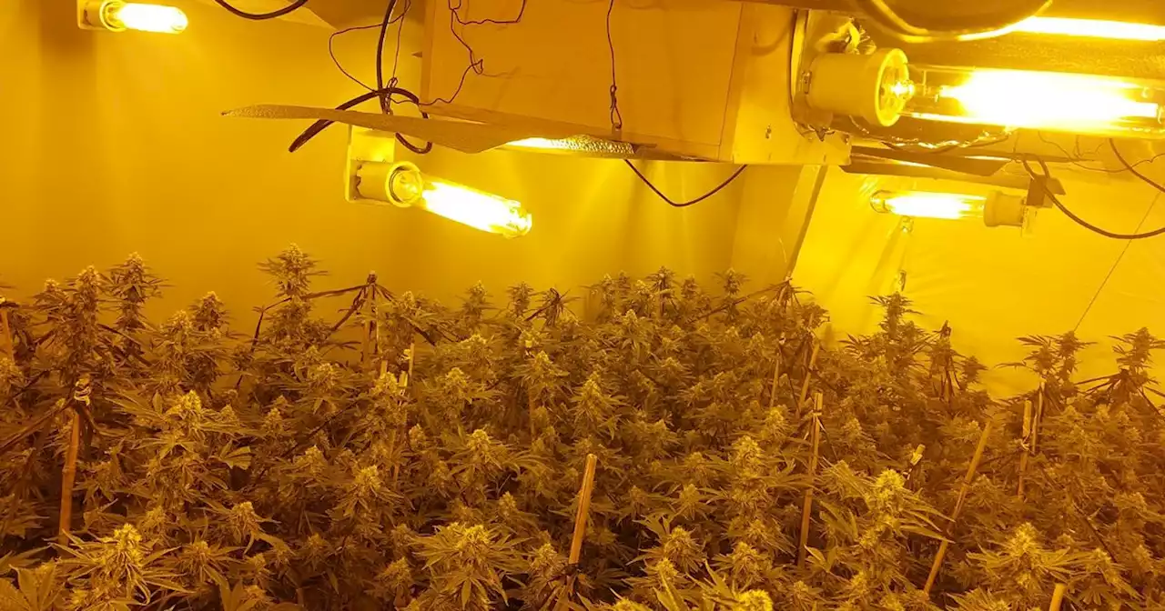 Cannabis farm worth £80k found in Cumbernauld as police charge man after raid