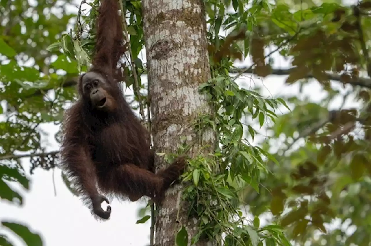 WWF Malaysia uses AI to help conserve Sabah’s orangutans