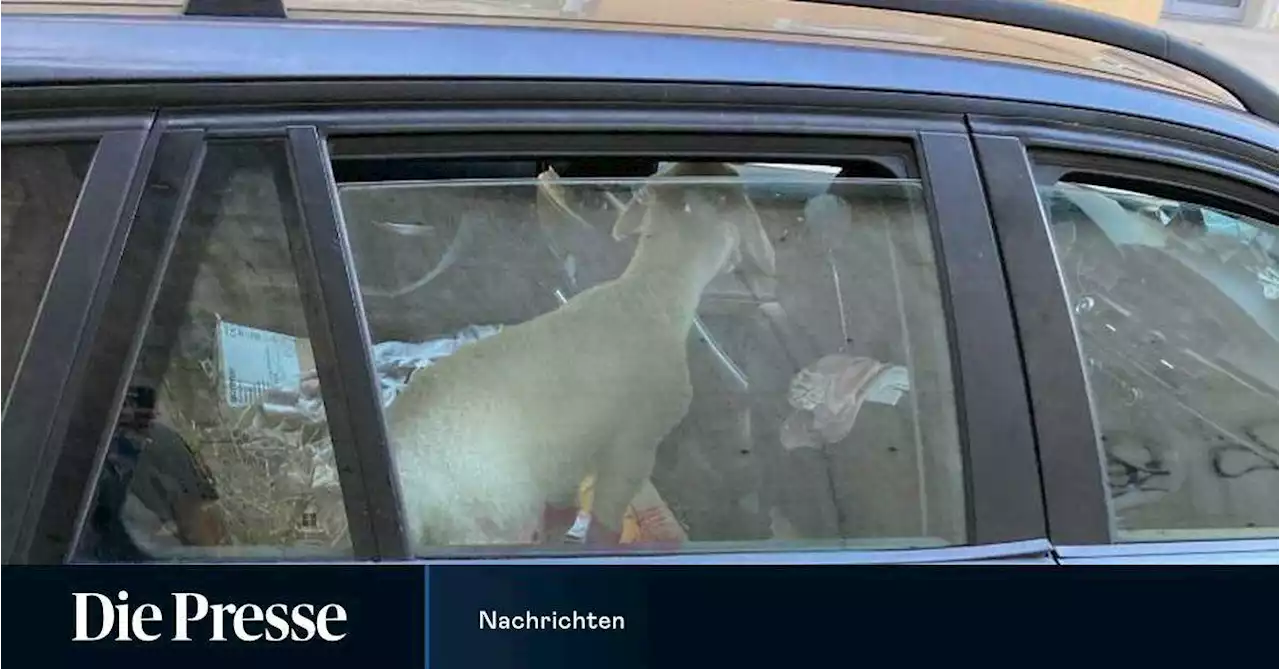 Blökendes Lamm in Auto sorgt für Polizeieinsatz in Salzburg