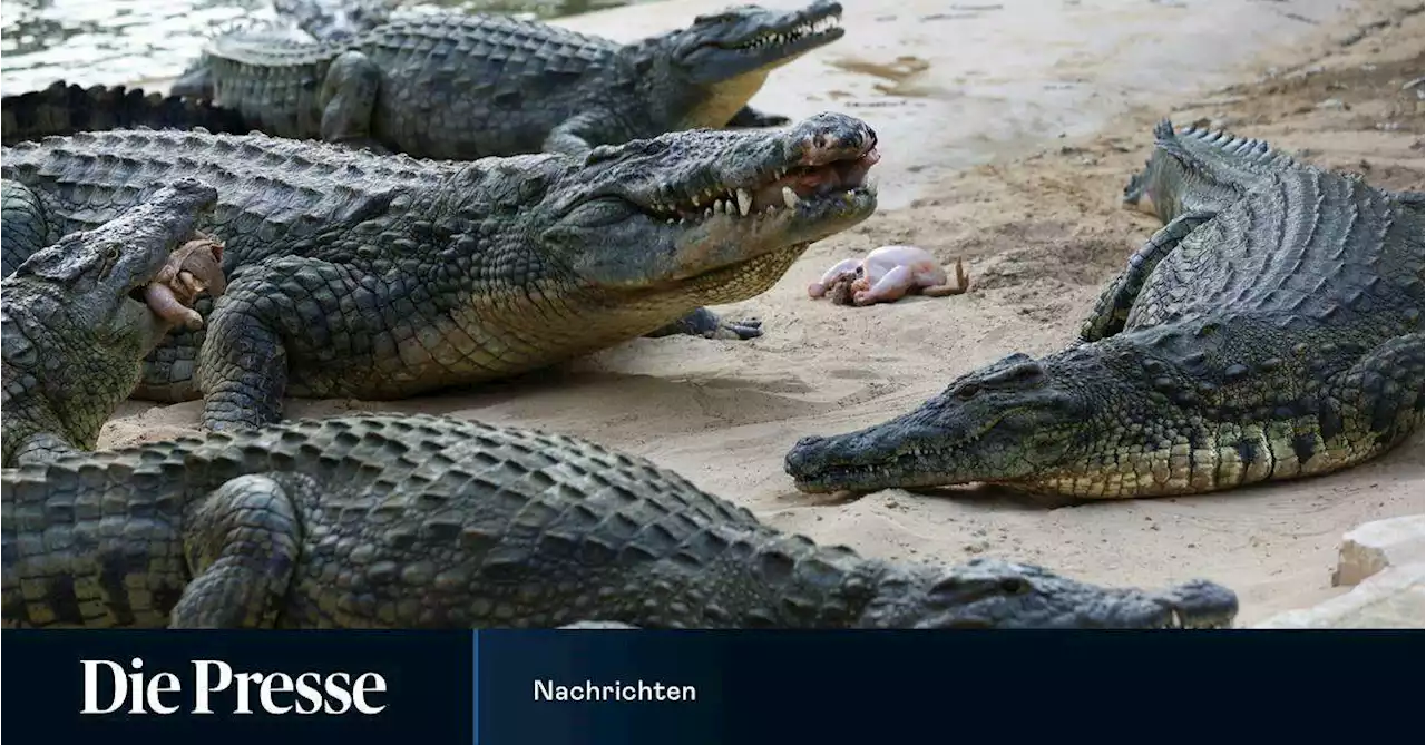 Krokodile werden von Angstschreien von Babys angezogen