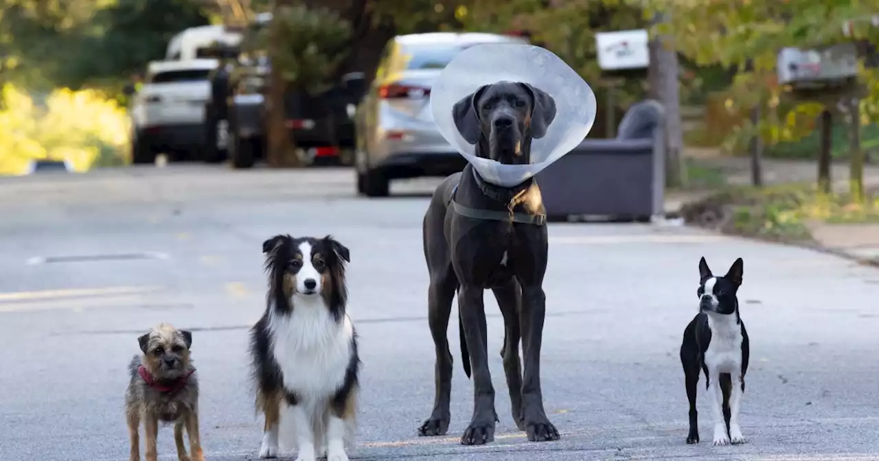 Strays review: a one-trick dog comedy | Digital Trends