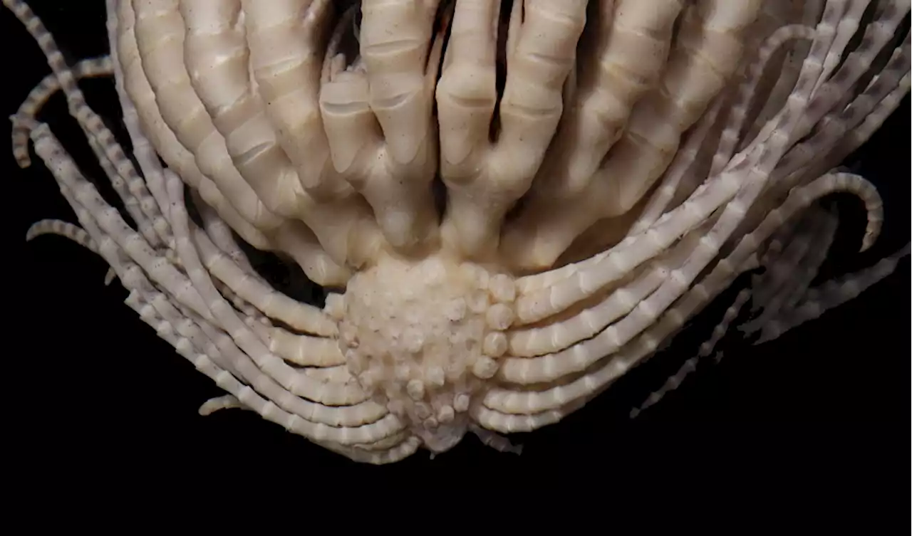 A New Antarctic Ocean Creature Walks the Line Between Beauty and Barf