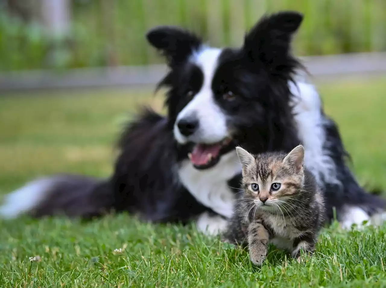 Los animales tienen amistades de forma similar a los humanos