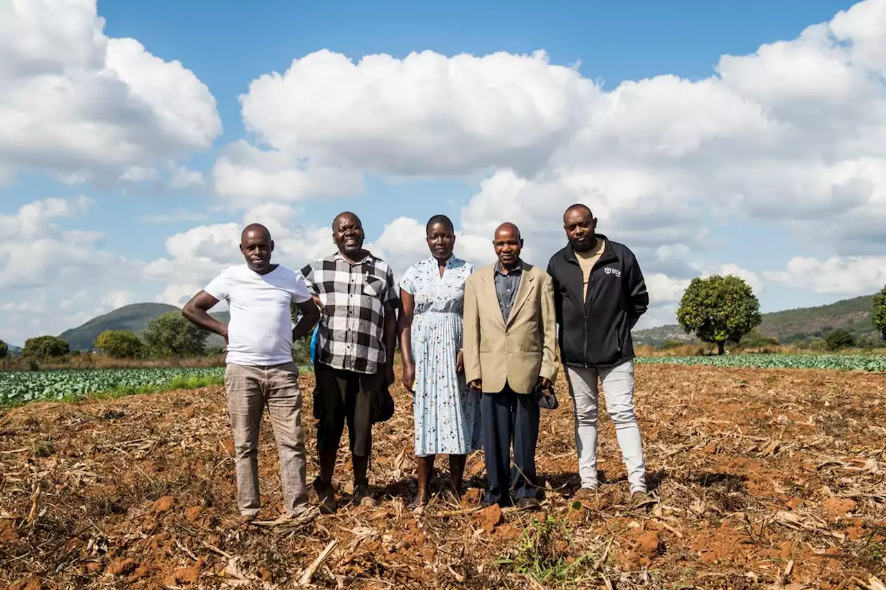 Los agricultores sudafricanos a los que una multinacional del tabaco dejó en la estacada