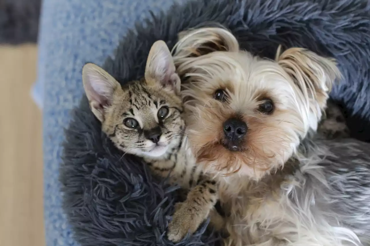 Ojo, siga estas recomendaciones para proteger a sus mascotas en caso de temblor