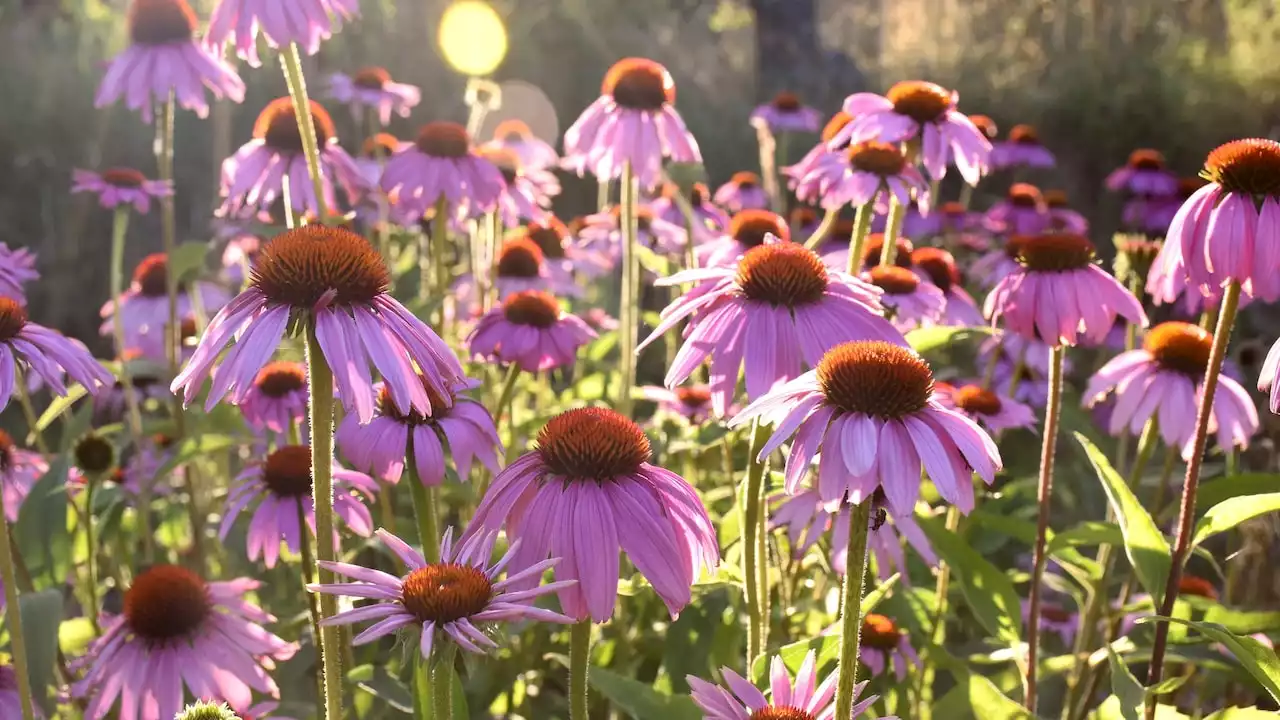 Så får du längre blomning i rabatterna – lär dig knepen!