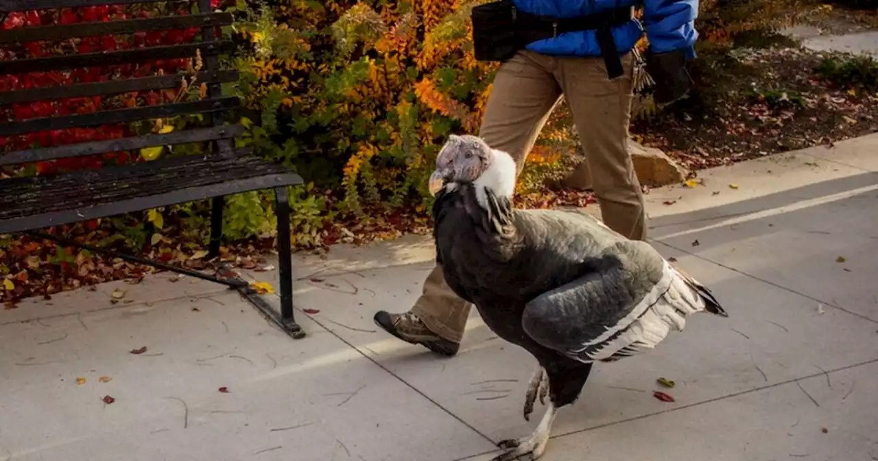 Beloved Tracy Aviary 'celebirdy' condor dies at 64