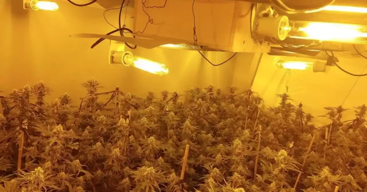 Cannabis farm worth £80k uncovered during police raid in Cumbernauld