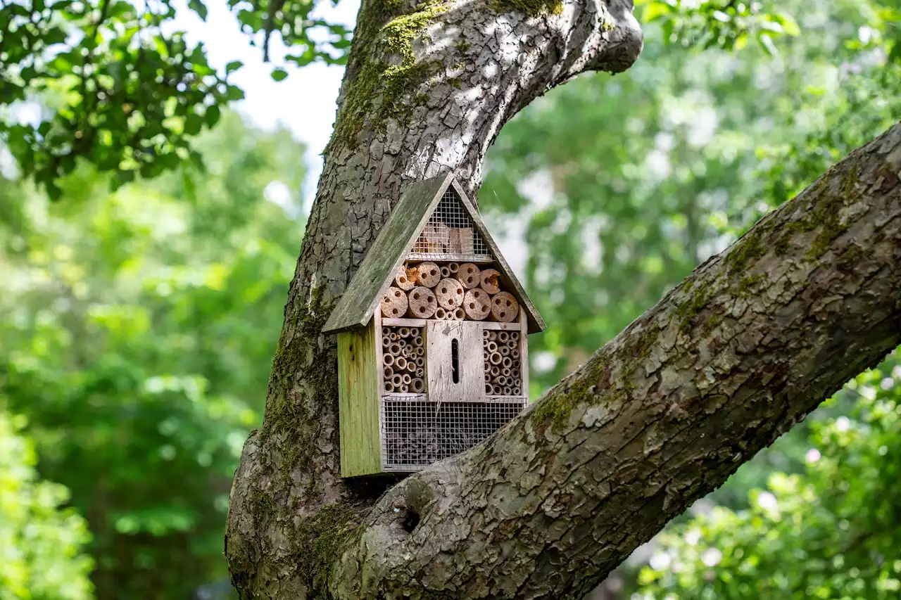 Fria ord: Vi måste få tillbaka våra insekter