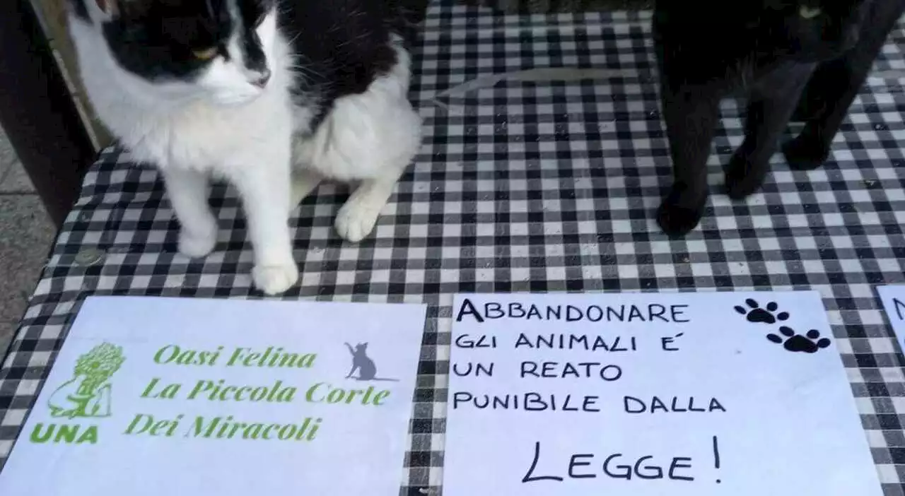 Abbandoni record di gatti, la denuncia dell'Una: «Lanciati anche dalle auto pur di disfarsene»