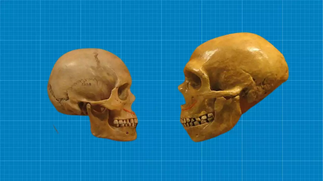 Decoding the mysteries of Homo sapiens' survival: study reveals three million years of adaptation