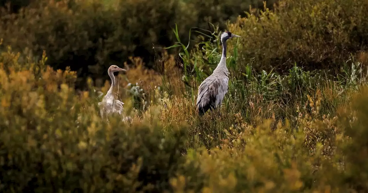 Crane chick fledges rewetted Irish bog for second year after 300-year hiatus