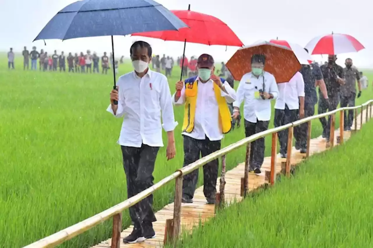 Meski Dikritik PDIP, Jokowi Tegaskan Bakal Tetap Lanjutkan Program Food Estate