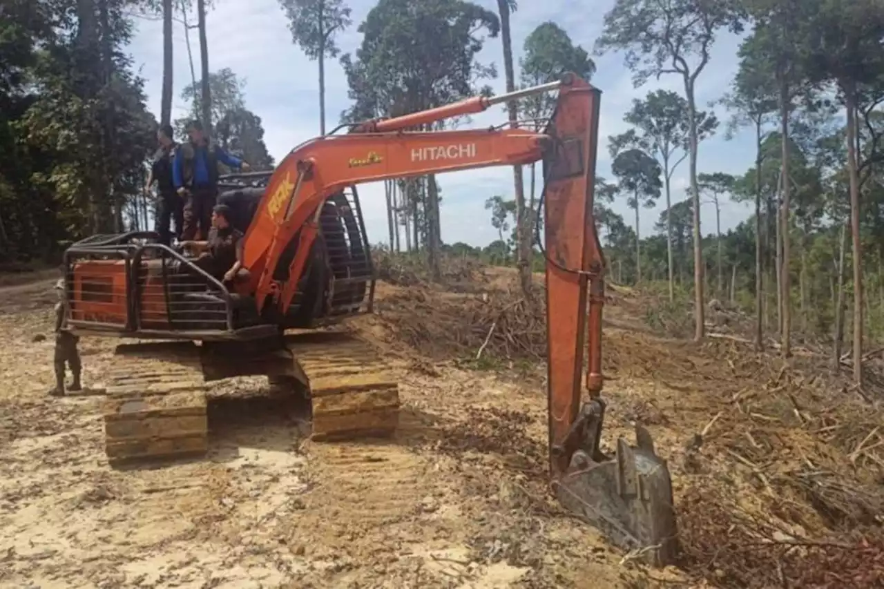 Hutan di Kampar Ini Dirambah untuk Kebun Sawit, Cukongnya Siap-Siap Saja