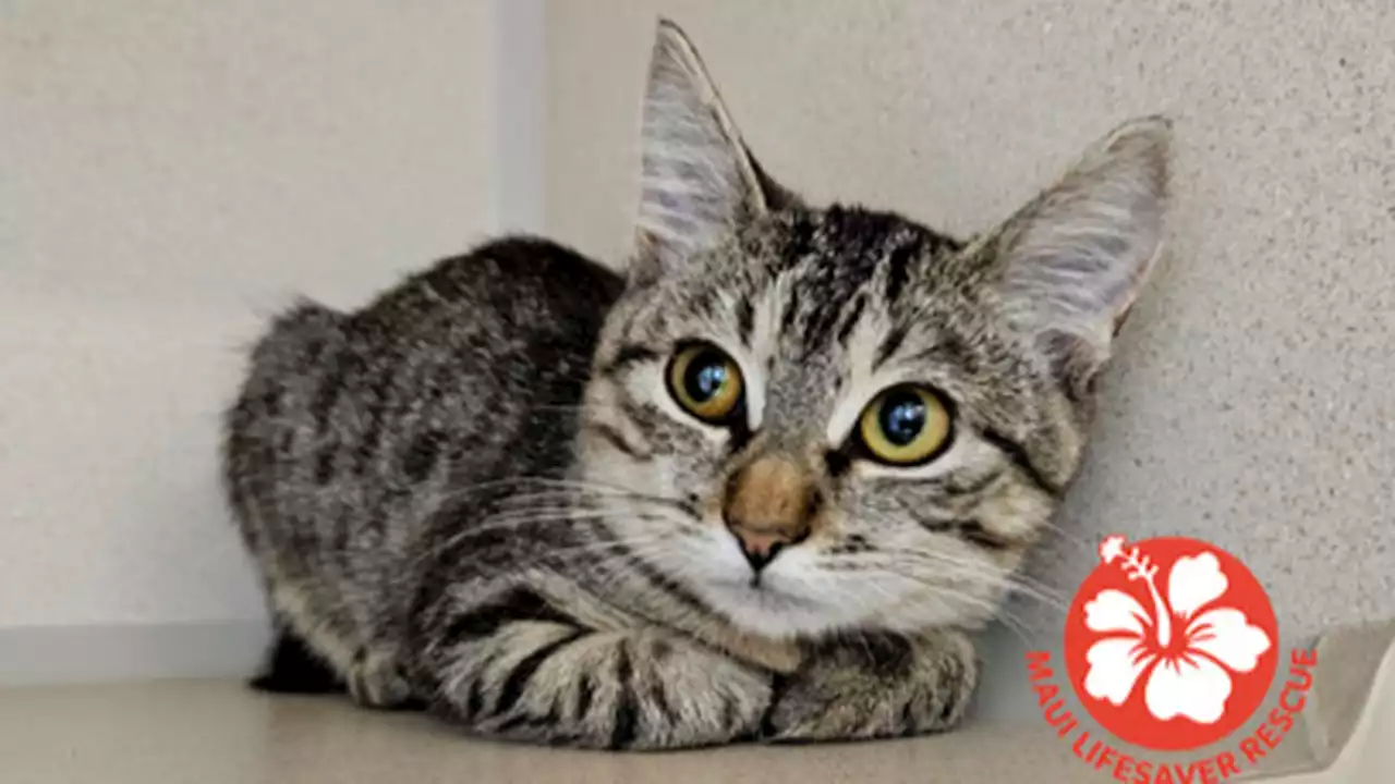 Cats from Maui shelters up for adoption now at Seattle Humane Society