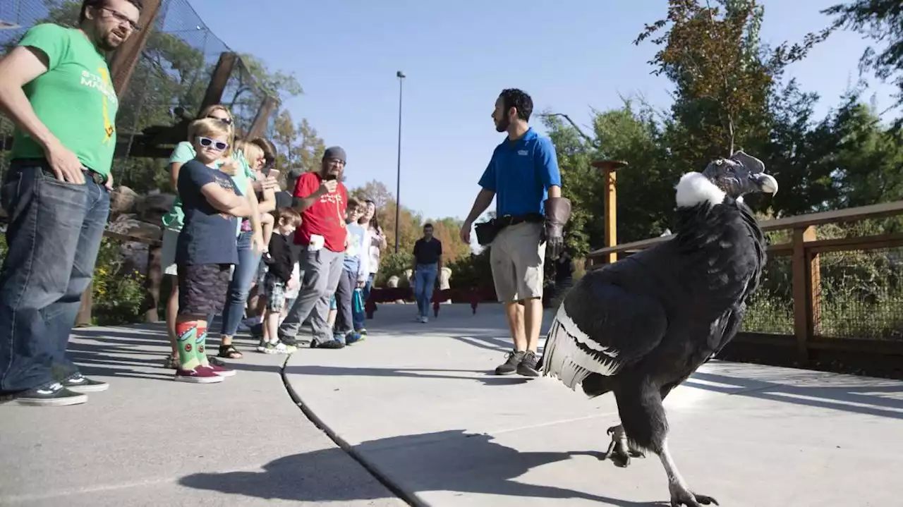 'He will be forever missed': Andy, Tracy Aviary's resident 'cele-birdy,' dies at 64