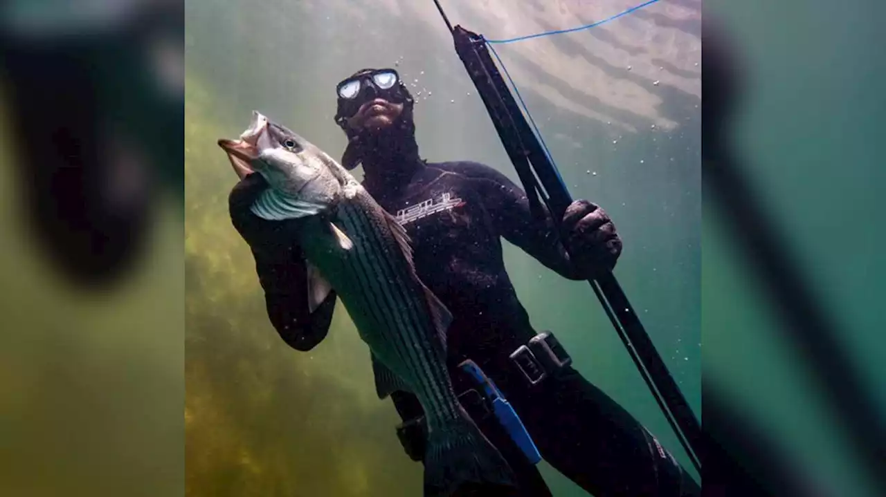 Why Utah is looking to adjust its spearfishing rules