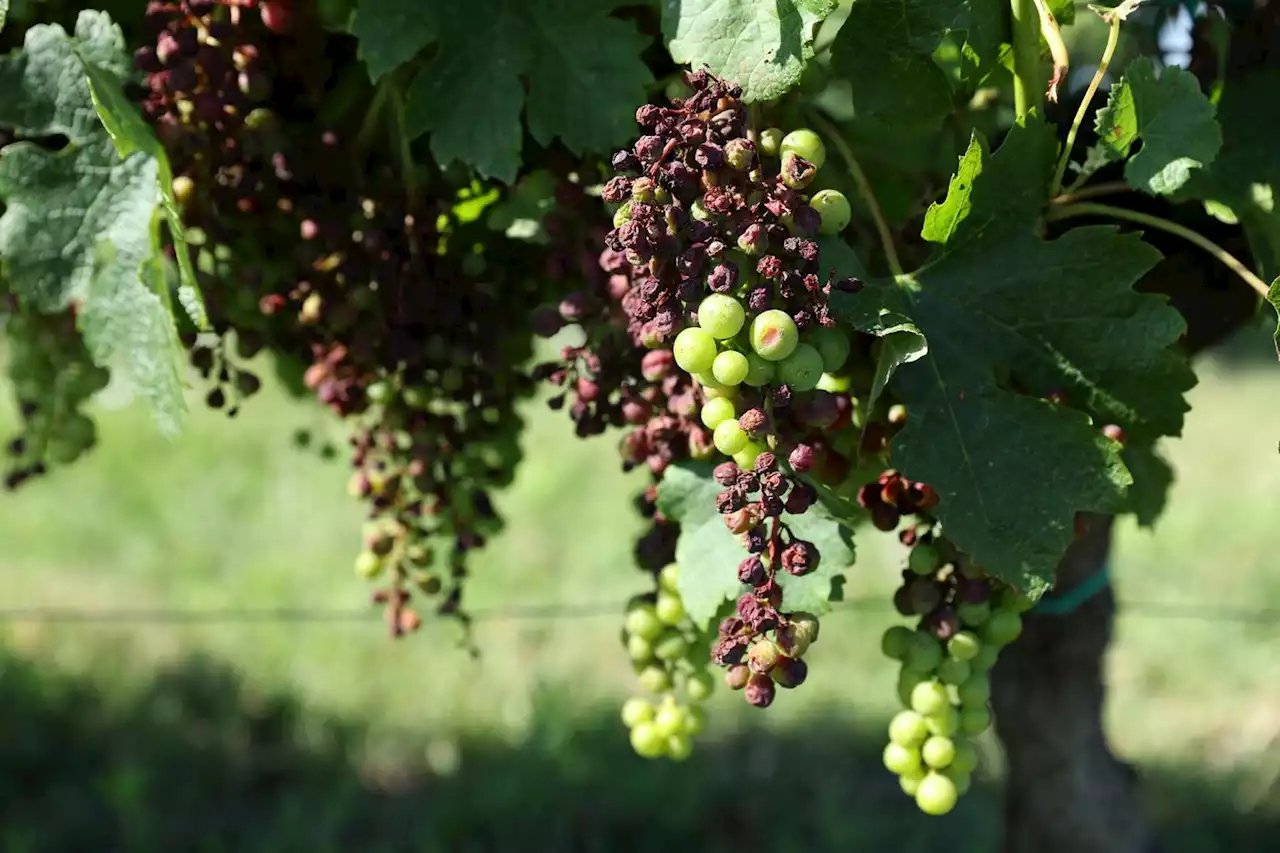 Gironde: début des vendanges 2023 dans le Bordelais, en plein 'désarroi'