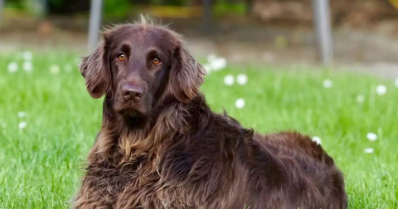 Cómo saber que un perro está en etapa de envejecimiento