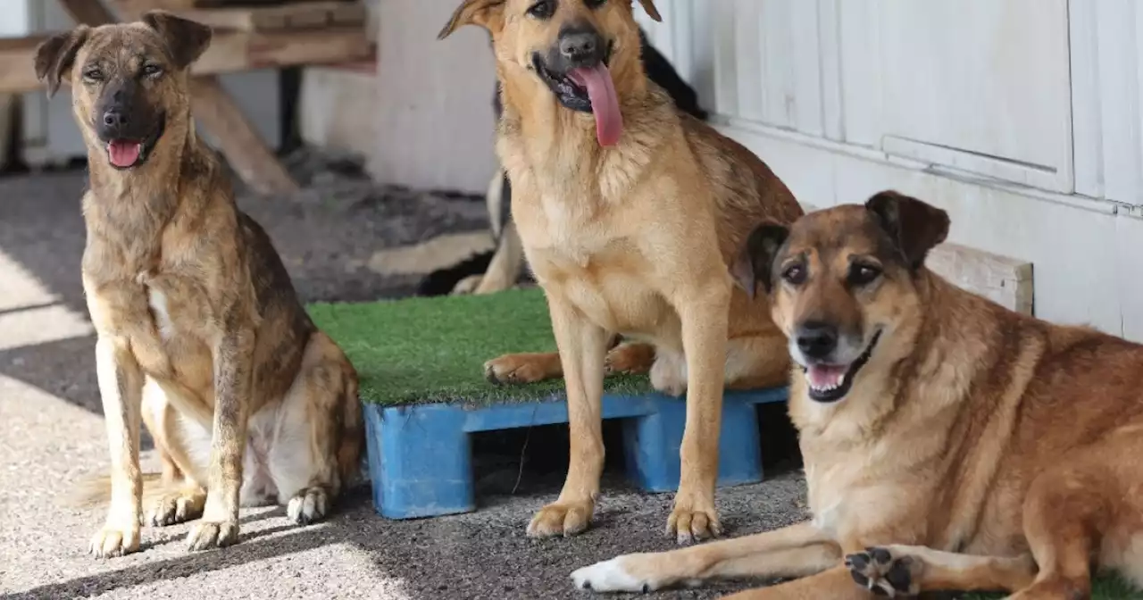 ¿Cuáles son los comportamientos animales que se observan antes de un temblor?