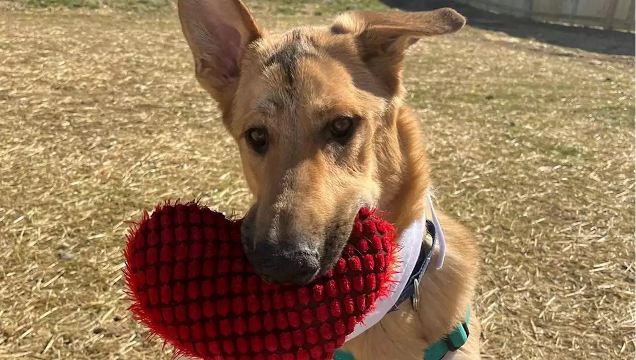 Magic, il cane che ha osato guardare in faccia l'uomo che gli sparava trova famiglia. 'Sei mesi dopo è guarito e ora ha una casa tutta per lui'