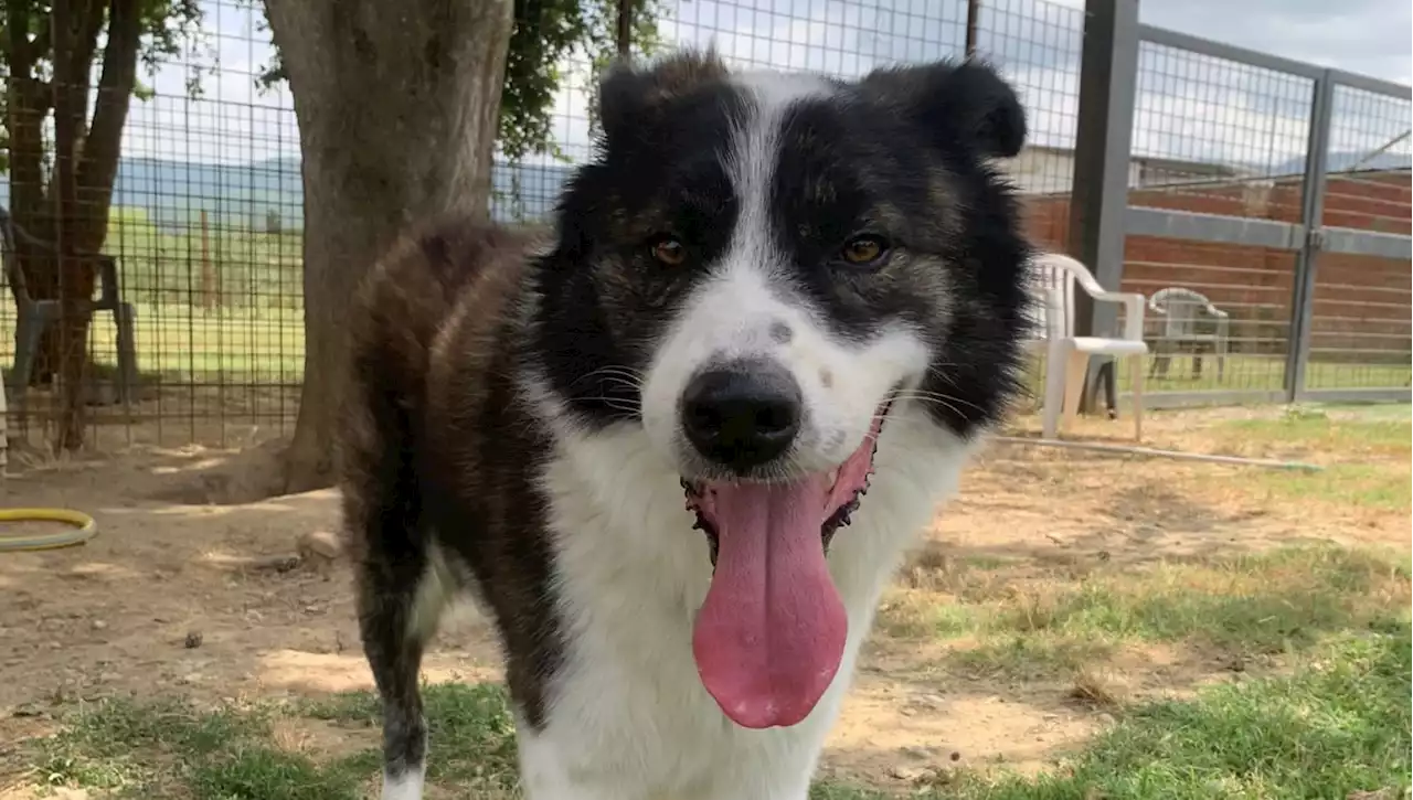 Senzatetto muore sul camper che condivideva con il suo cane: l'appello per dare una nuova casa a Bubu