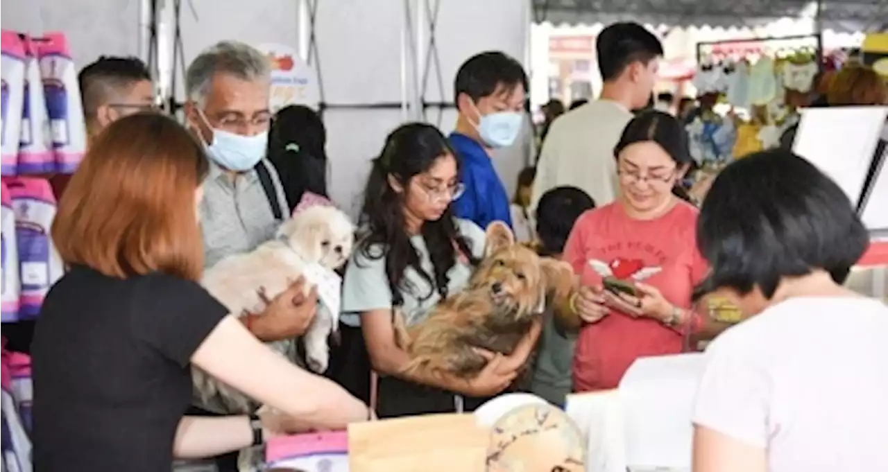 Penang animal welfare organistion IAPWA raises RM60,000 to assist and care for stray dogs