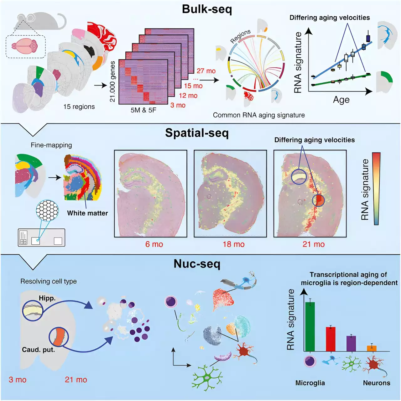 Research identifies gene 'fingerprint' for brain aging