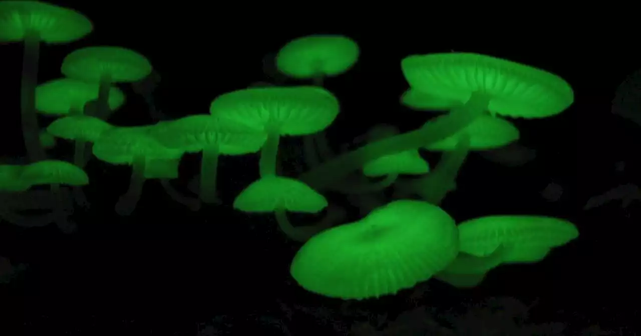 'Magic' mushrooms set forest aglow in mesmerising display