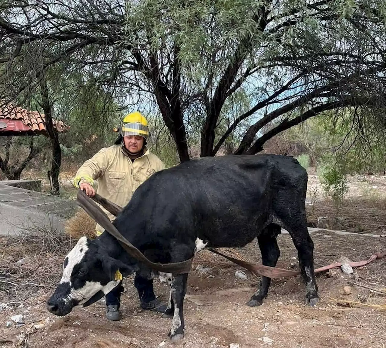 Rescatan a vaca atrapada en el fango en zona rural de Hermosillo