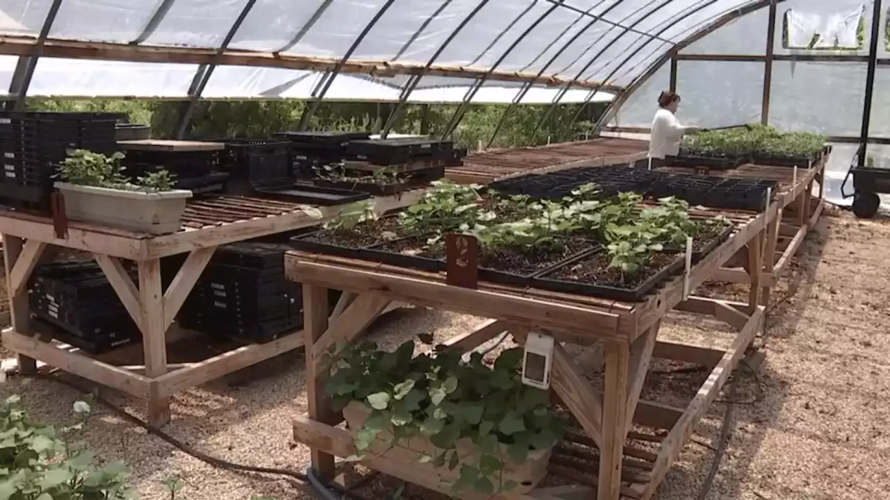 Extreme heat and rising water bills are impacting a community garden in Denton