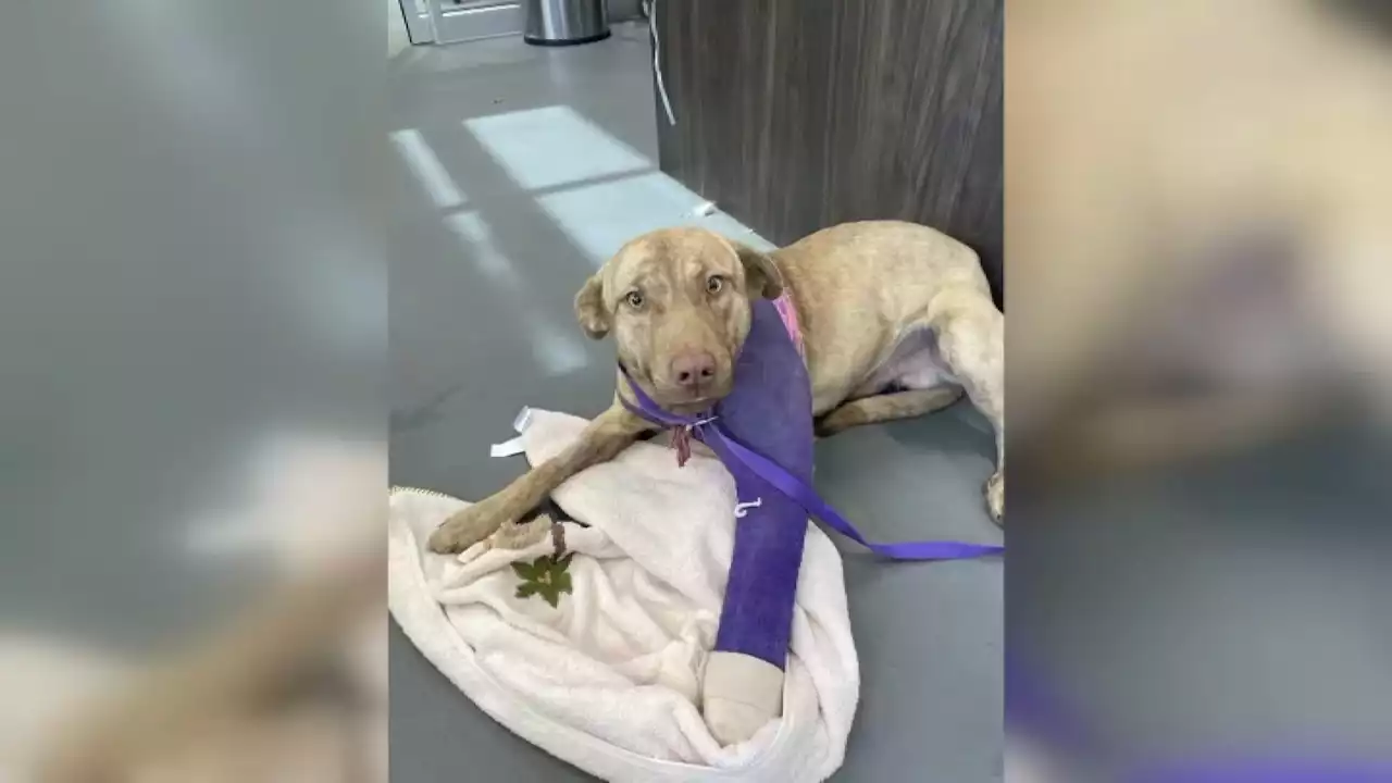 Dog that recovered from shooting is now ready for fur-ever home: Inland Valley Humane Society