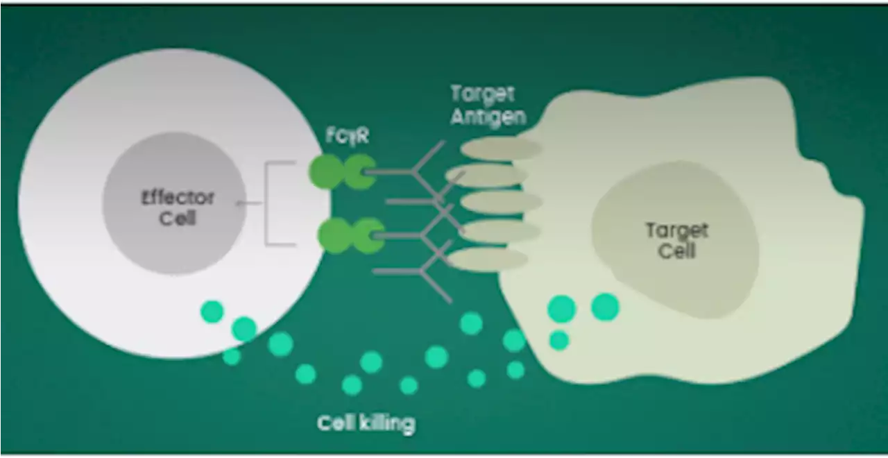 CD16, CD32, CD64, and usage in antibody therapy