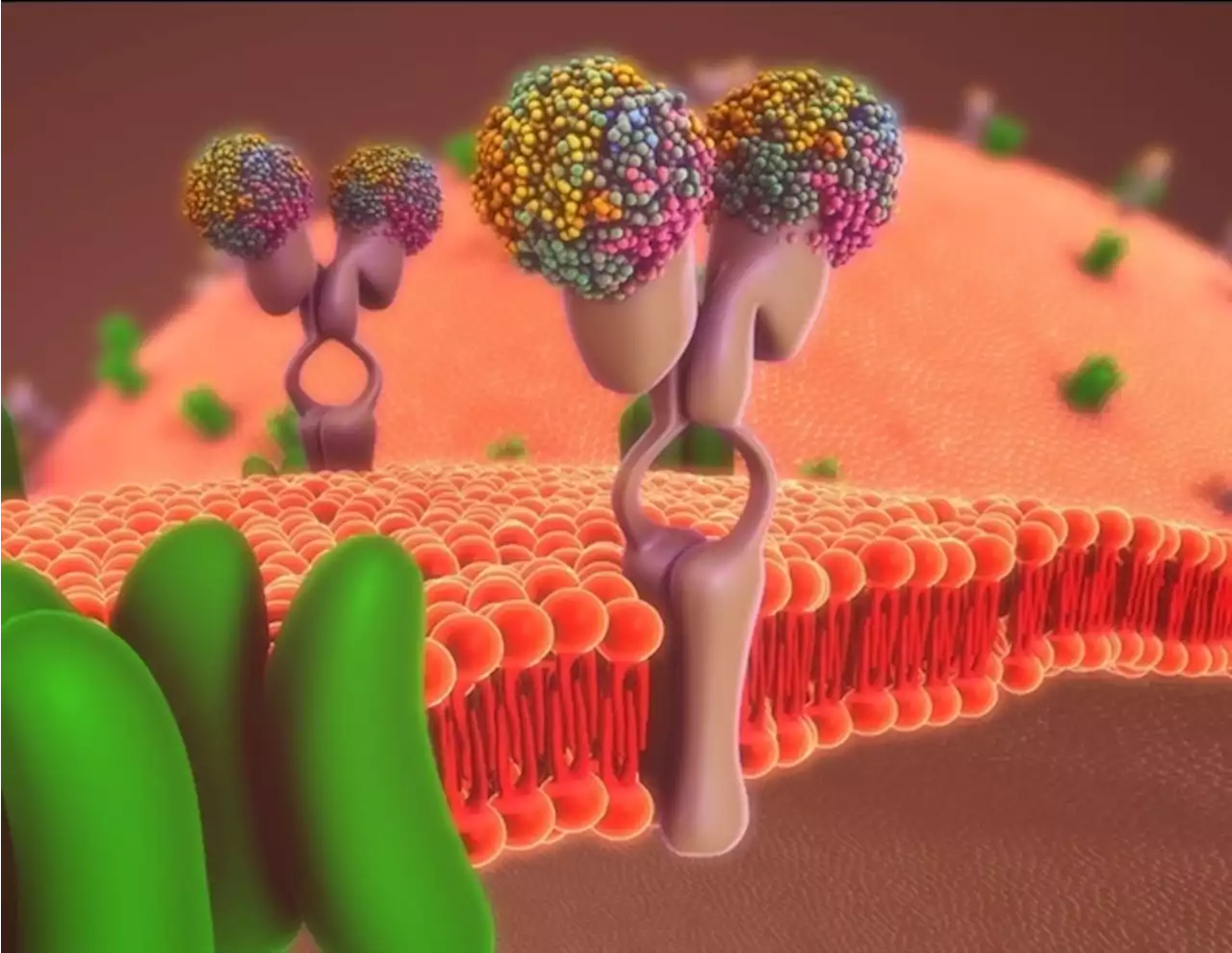 Noelin1-3 proteins essential for learning and memory formation in the mammalian brain