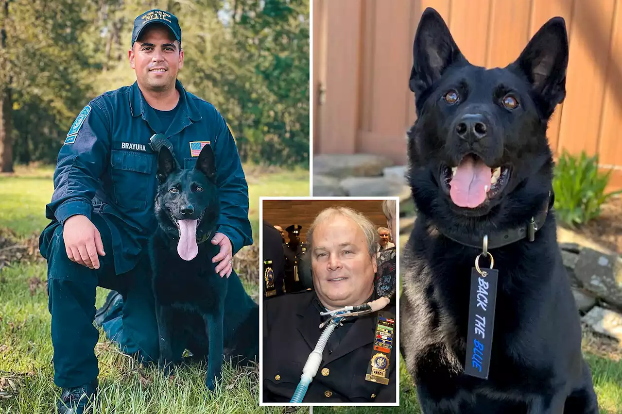 NYPD police dog named after hero cop Steven McDonald dies of cancer