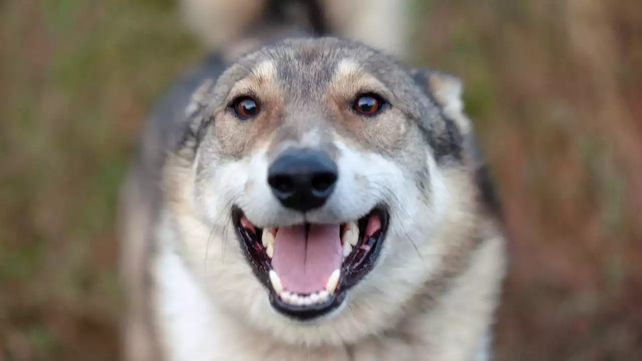 Hund biss schlafendes Kleinkind in Oberösterreich