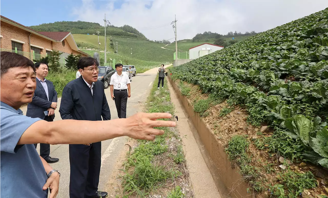 농촌진흥청장, 강원도 '여름 배추' 생산 현장 점검