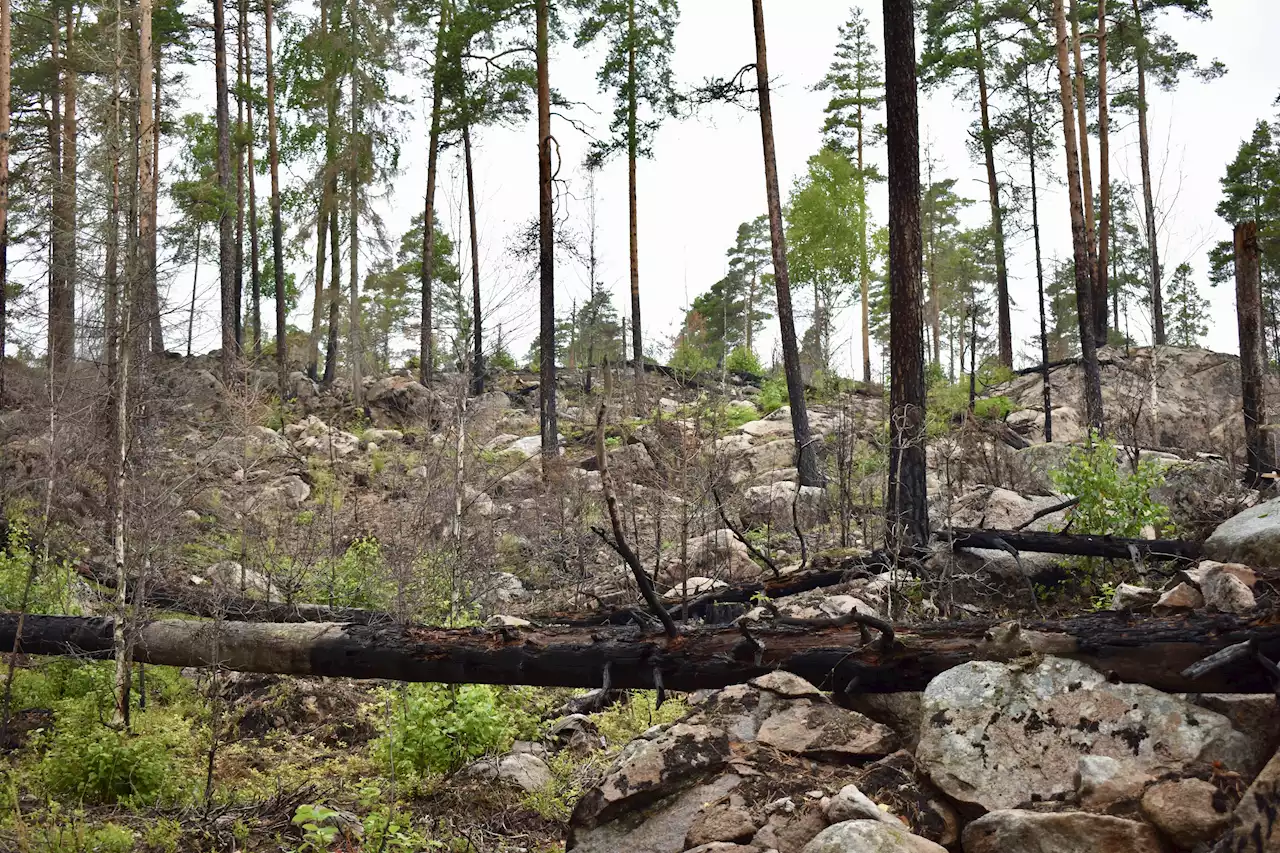 DEBATT: Därför behöver Jämtlands skogar brinna