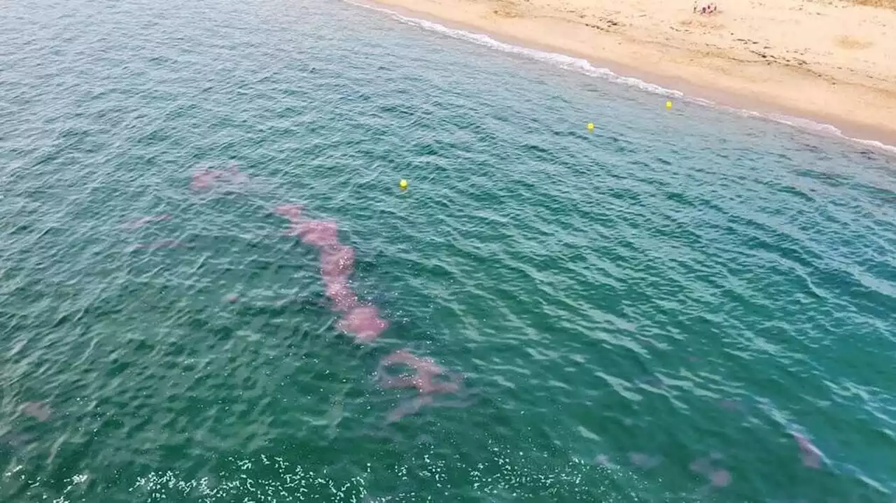 Insolite : la pollution en mer à La Turballe était en réalité un bel effet de « bloom »