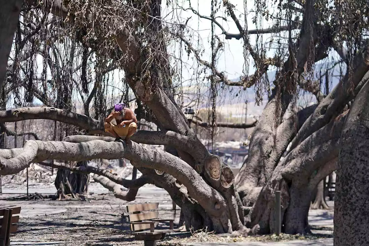 150-Year-Old Banyan Tree That 'Meant Everything' to Many Still Standing After Maui Fires