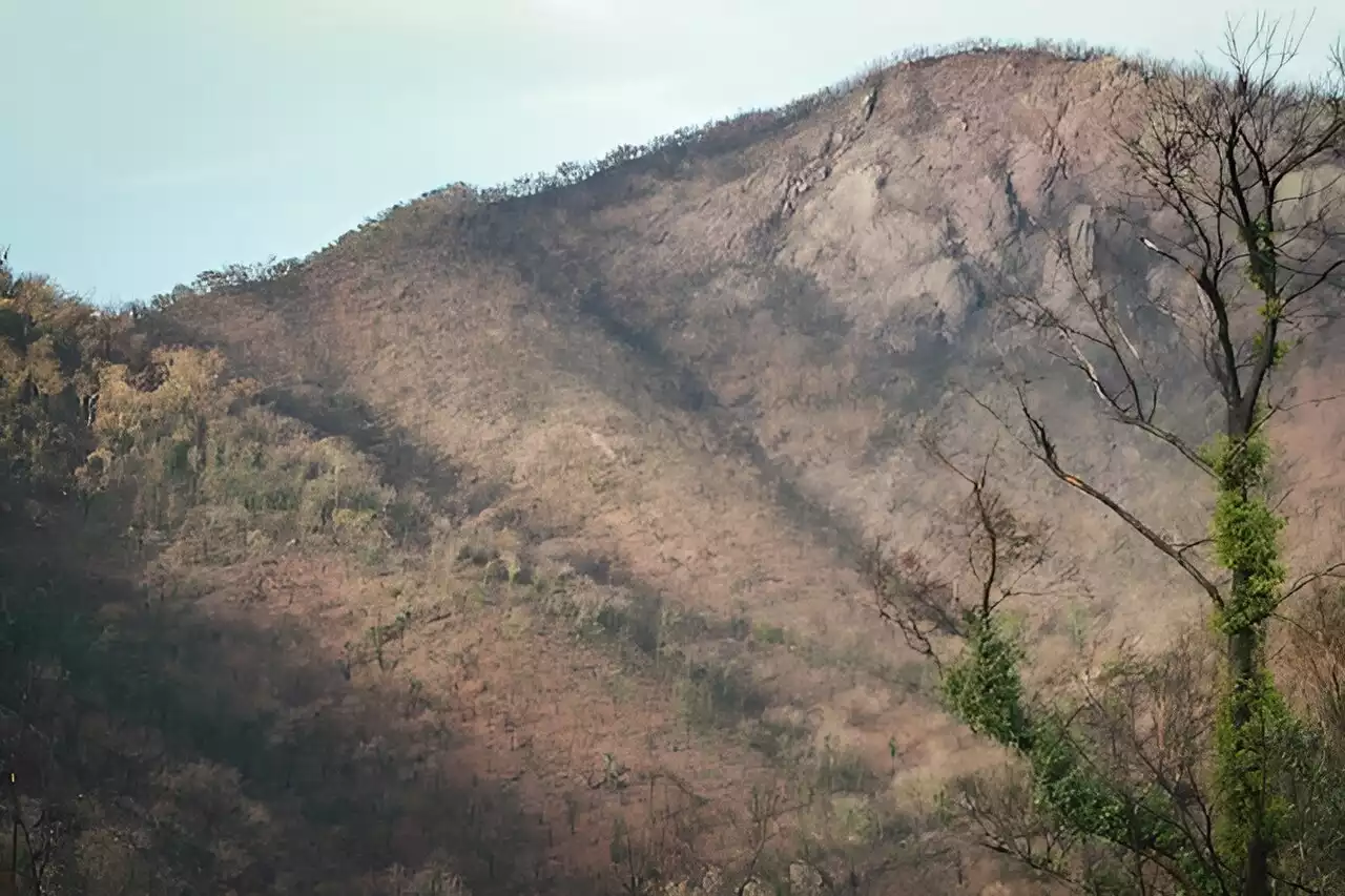 Climate change is bringing bushfires more often, but some ecosystems in Australia are suffering the most