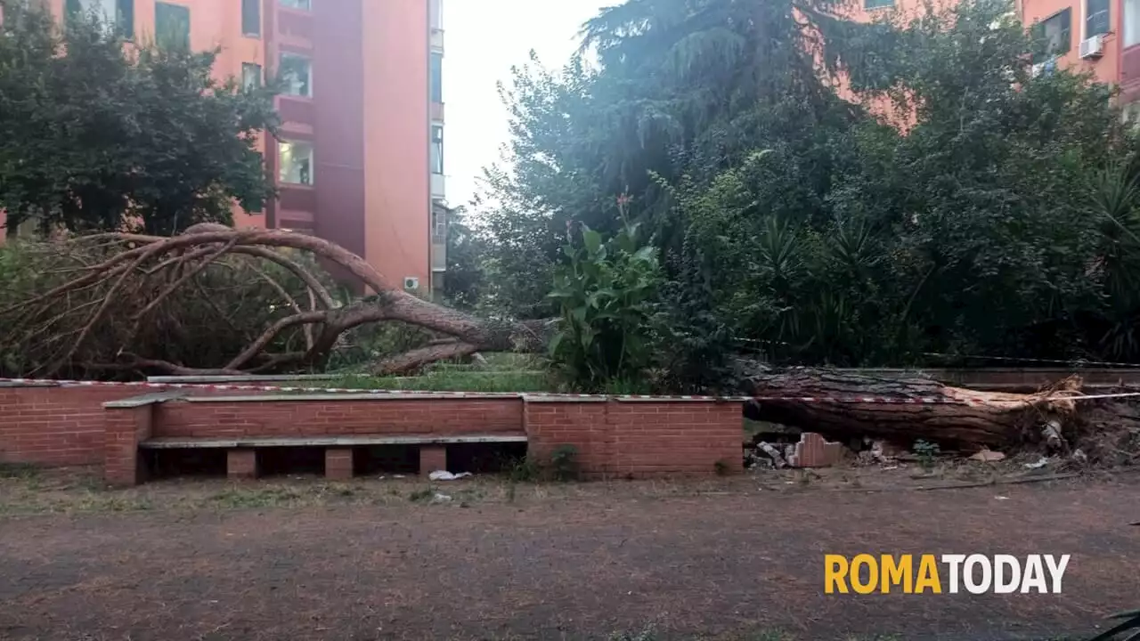 Paura a San Basilio, albero crolla nel cortile delle palazzine Ater: gravi tre adolescenti