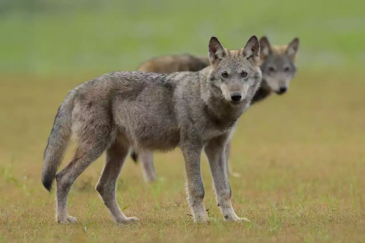 Toter Wolfswelpe aus Dresdner Heide litt an Virusinfektion